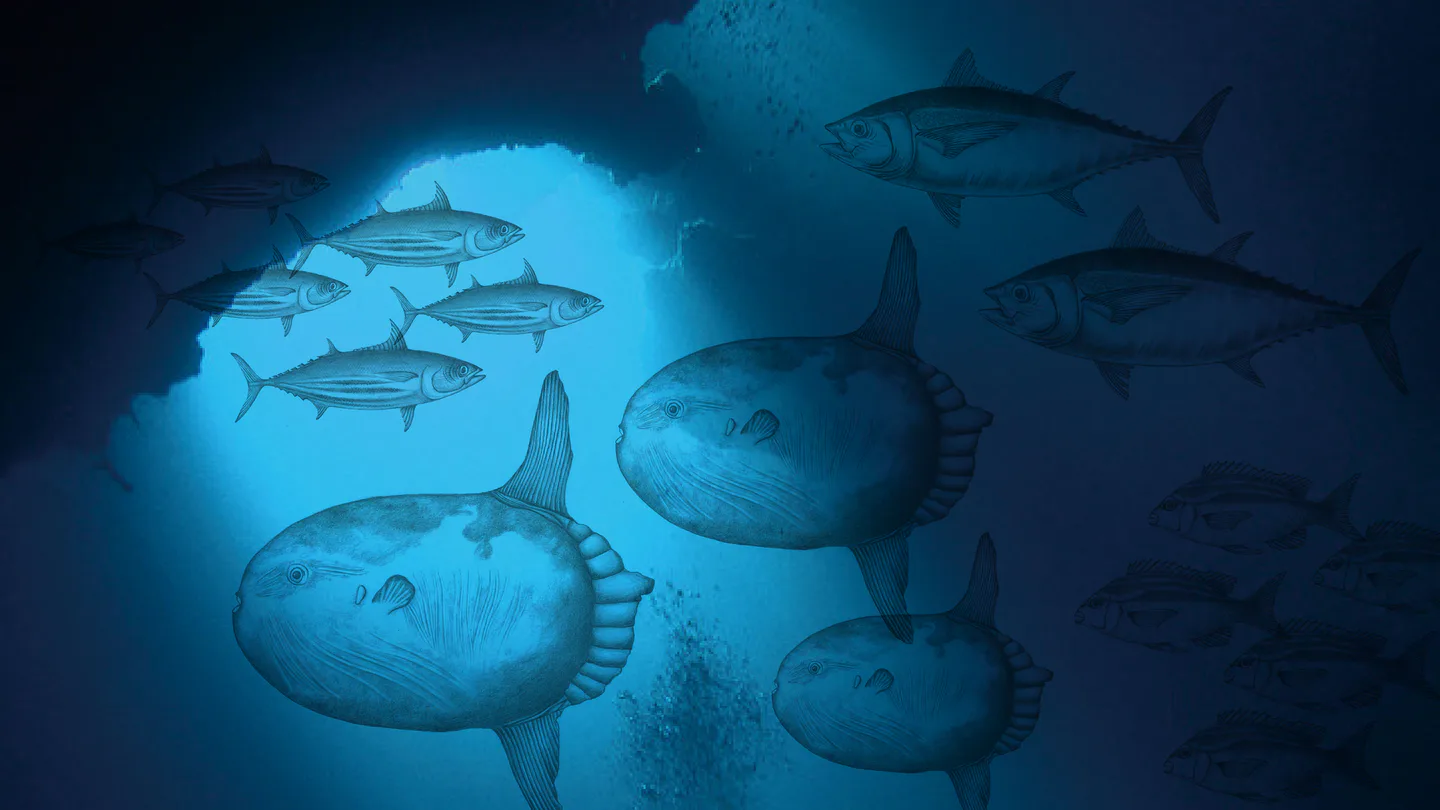 fish_cover